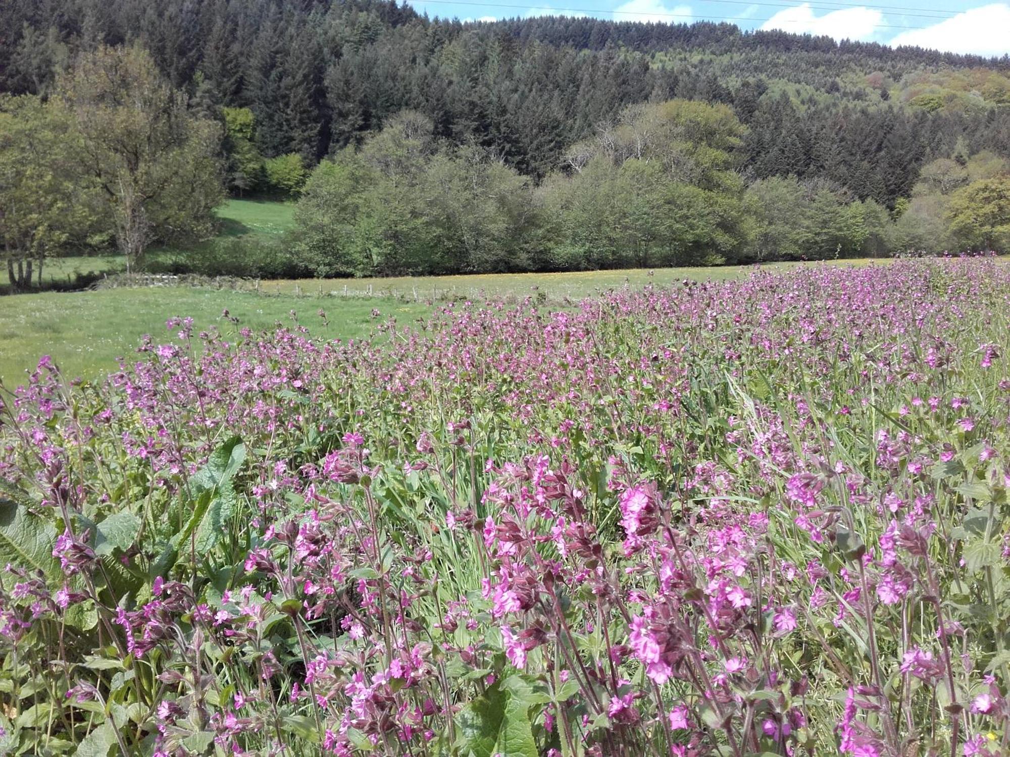 De La Chaloire 2* La Petite-Verrière